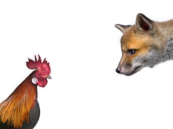 fox henhouse research plagiarism