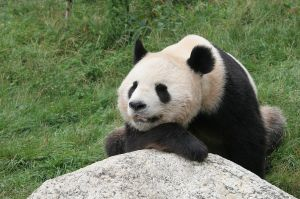 google panda resized 600