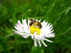 content pollenation